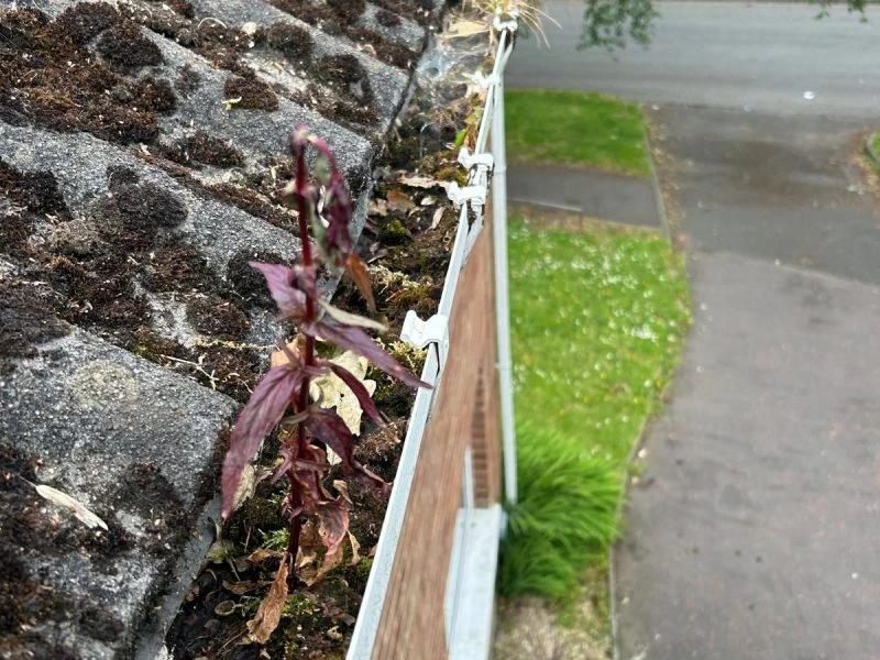Image of a gutter full of moss and plants