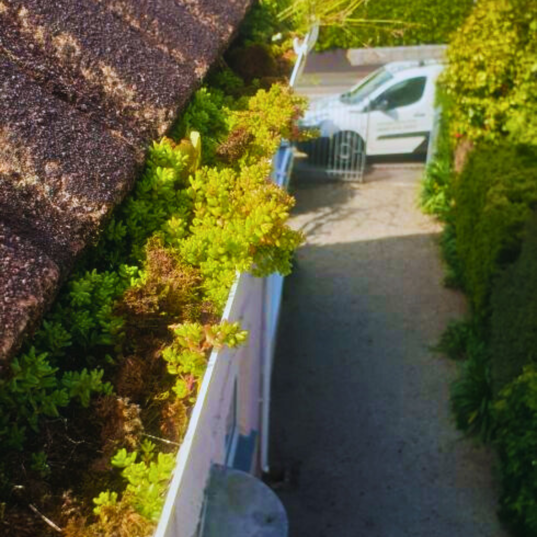 very full gutters full of vegetation and moss