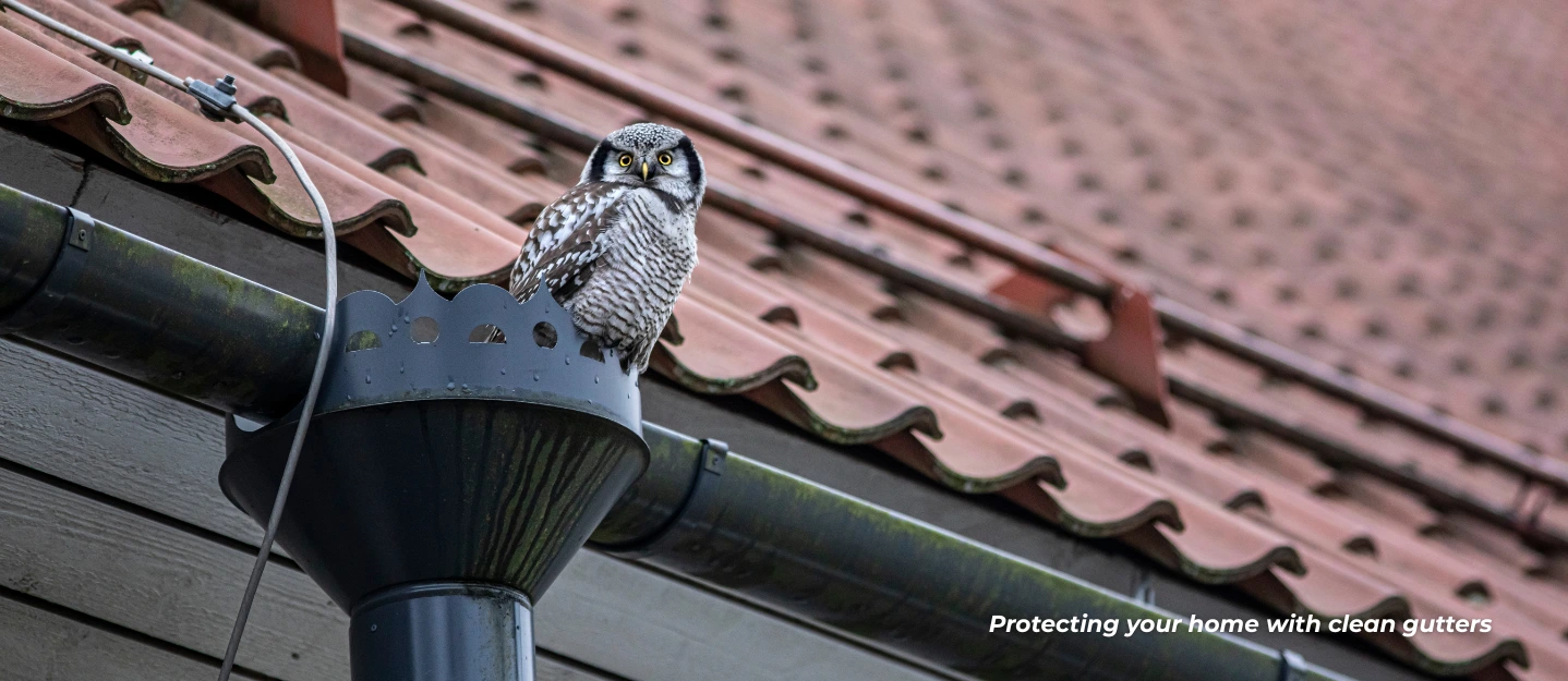owl sitting inside gutters