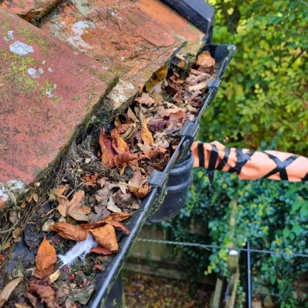 gutters full of leaves
