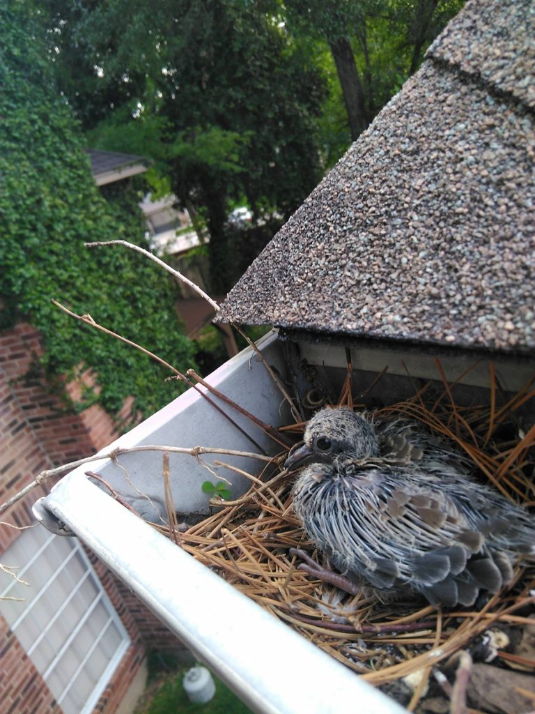 signs your gutters need cleaning - birds in gutters