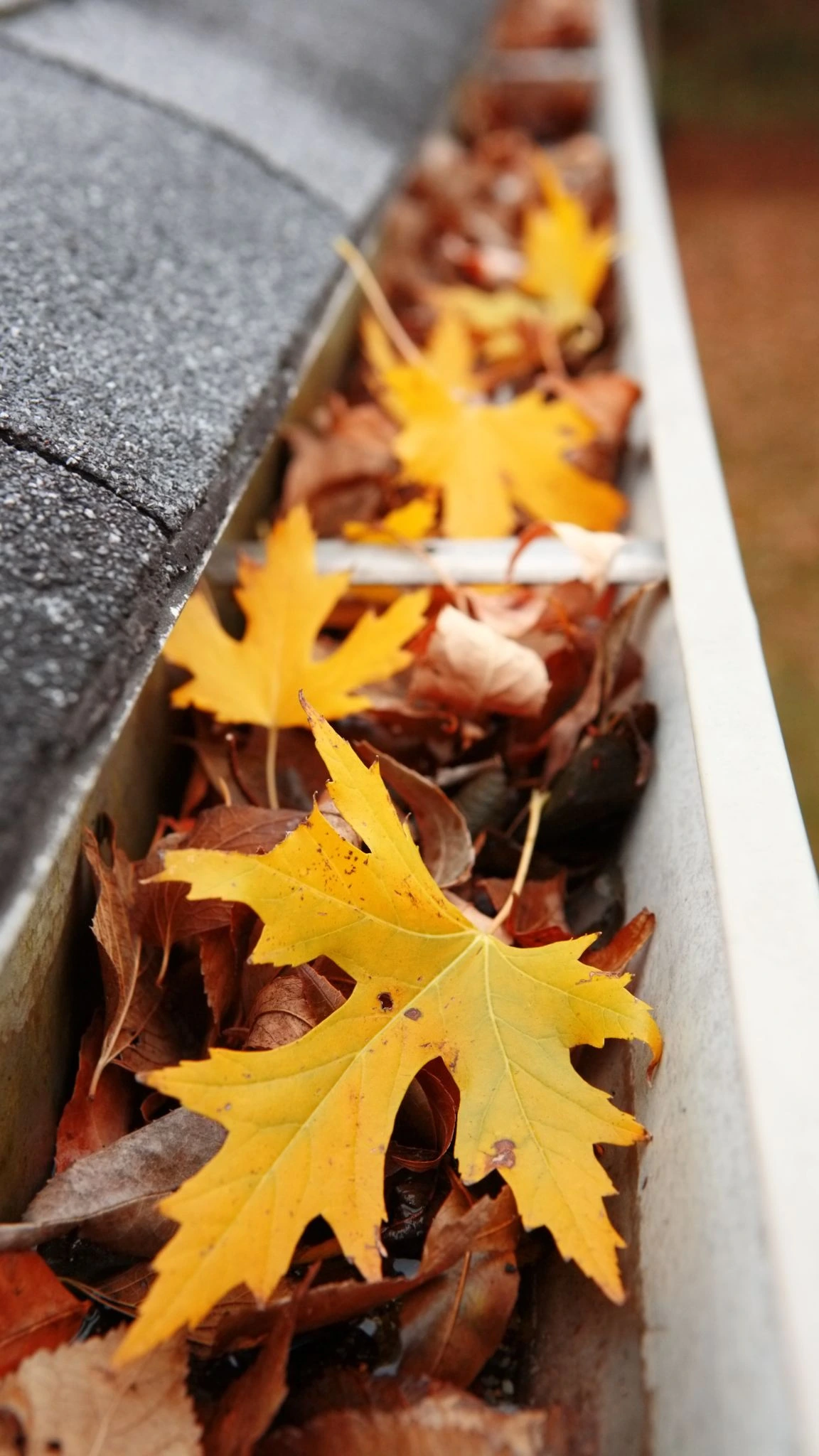 Gutter full of leave in kent