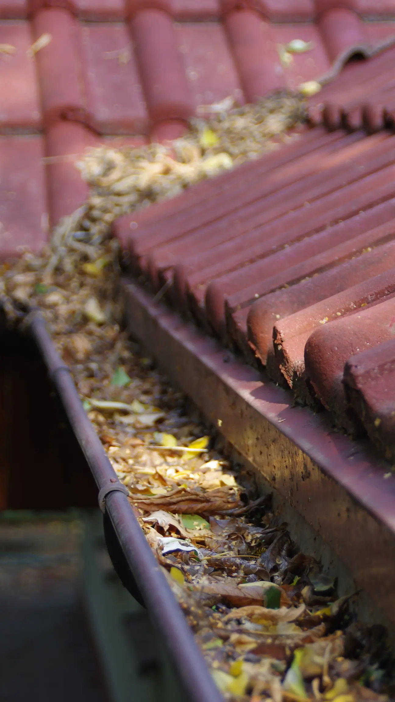 This image shows a gutter in West Yorkshire that isn't up to standards and needs it cleaned.