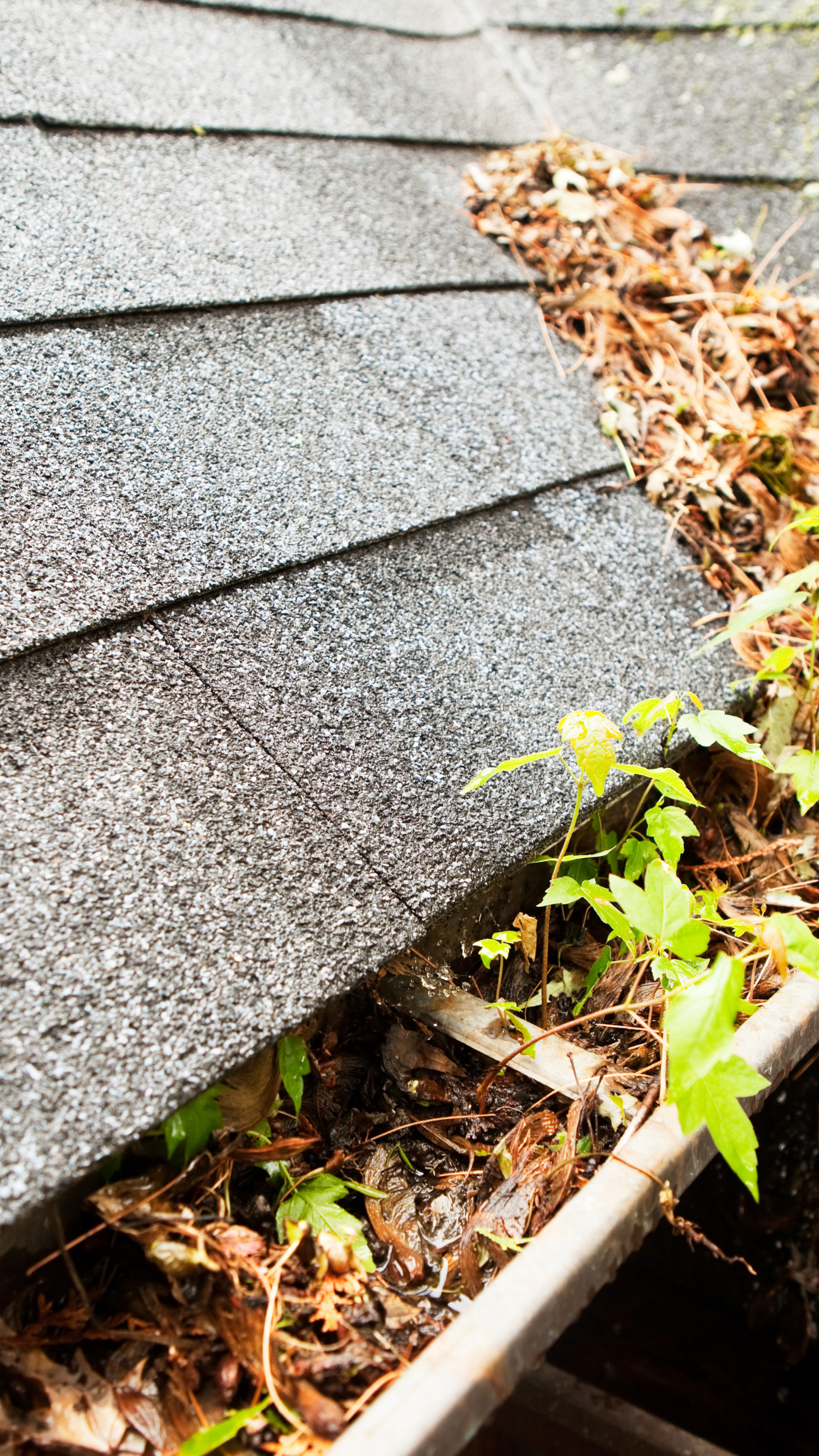 An image showing a gutter that needs cleaning in West Yorkshire.