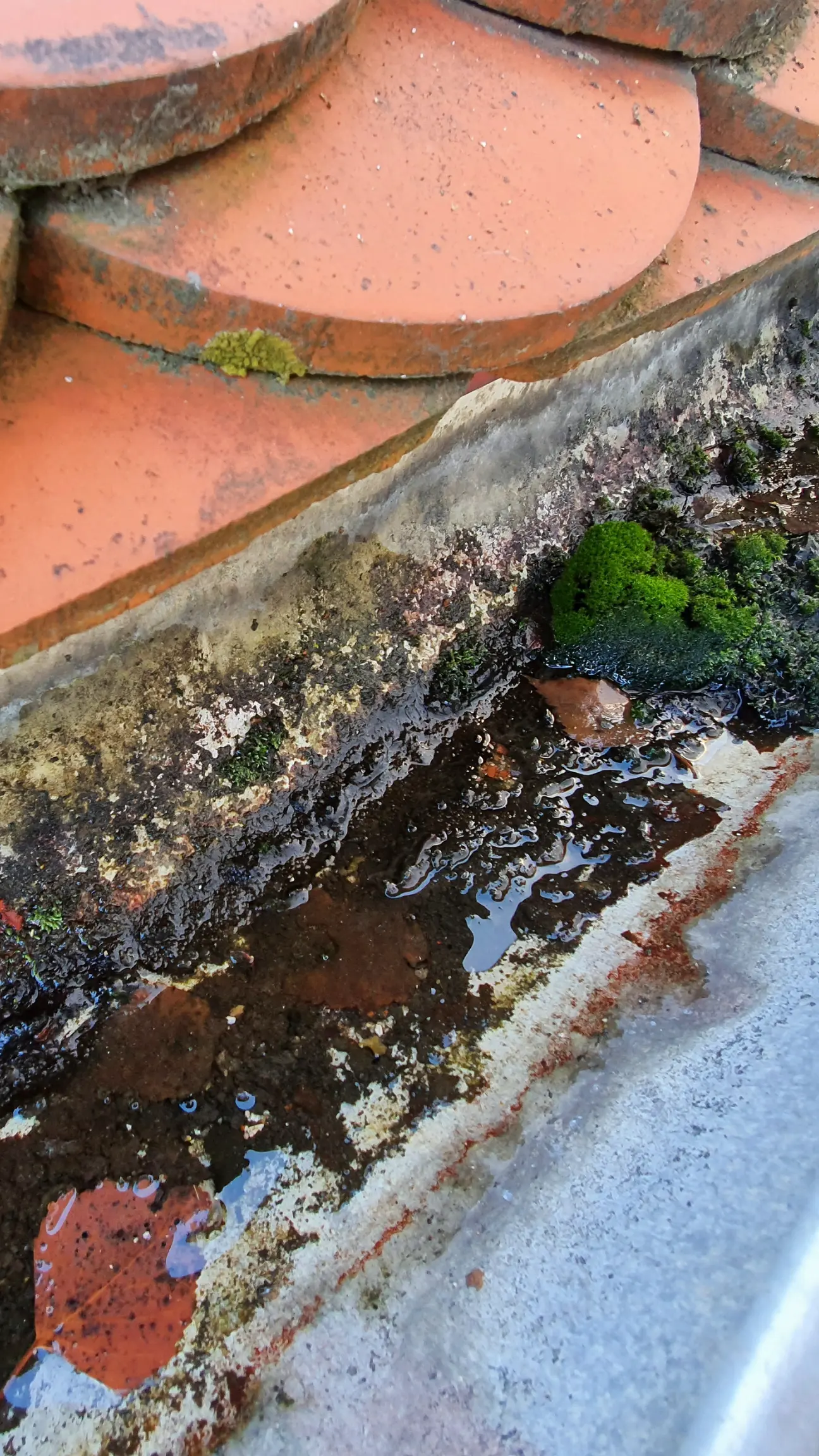 This image shows a dirty gutter that needs professional treatment in Cheshire.