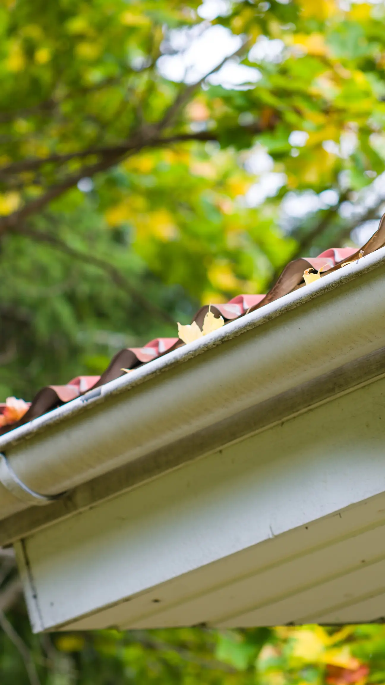 Image that shows a gutter in Cheshire that needs professional clearing and cleaning out.