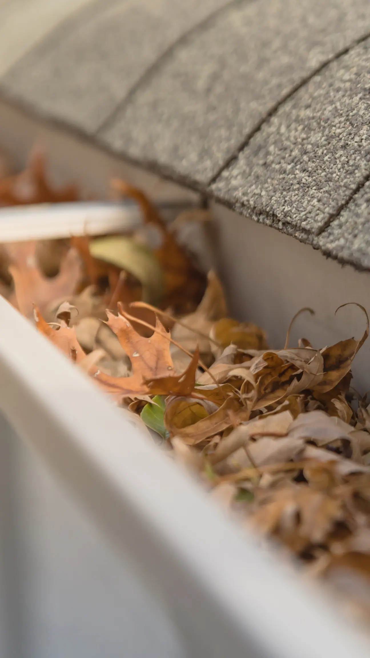 Image showing a gutter that needs cleaning in Cheshire.