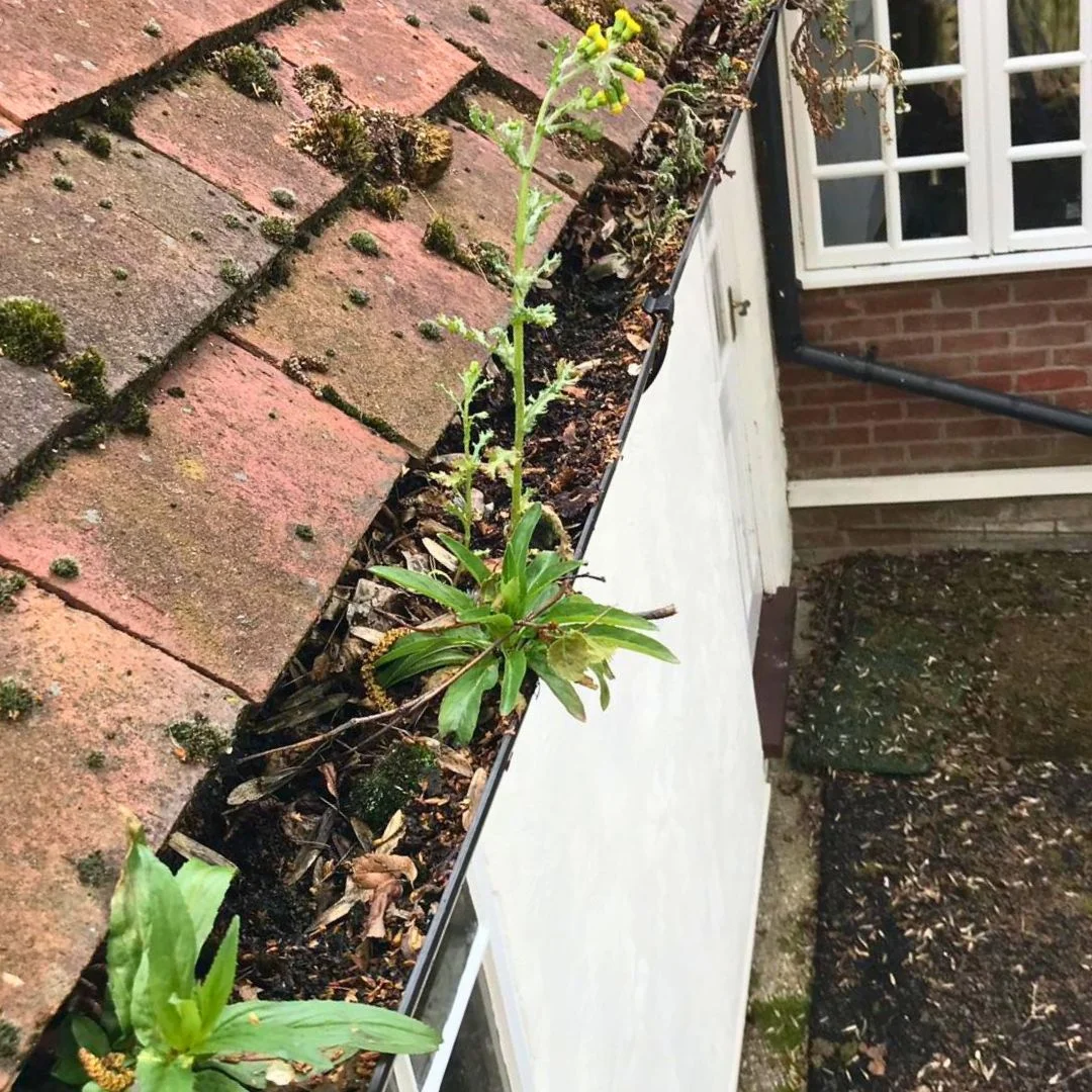 Before image of a gutter filled with dirt